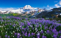 紫微斗数：杀破狼格之破军