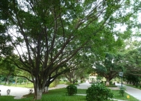 屋外有这棵树，祸事就快来了