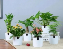 植物对居家环境的影响