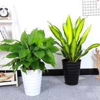 大厅放什么植物旺财？大厅植物摆放的风水禁忌